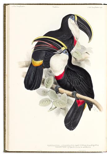 (NATURAL HISTORY.) John Gould. A Monograph of the Ramphastidae, or Family of Toucans. [Bound with:] Supplement to the First Edition...